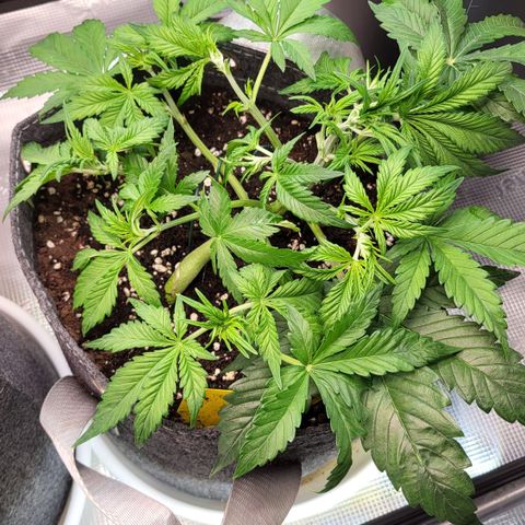 Gundel growlog timeline photo
