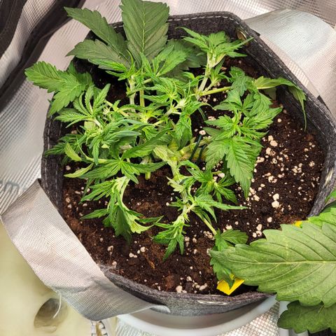 Petra growlog timeline photo