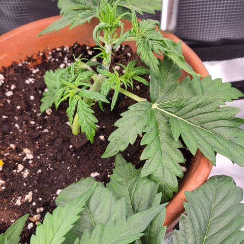 Royal Cheese Automatic growlog timeline photo