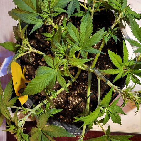 Gundel growlog timeline photo