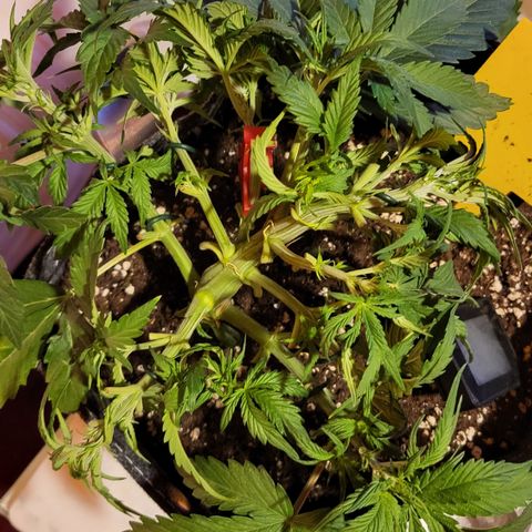 Karin growlog timeline photo