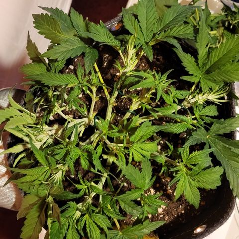 Petra growlog timeline photo