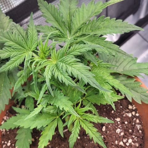 Royal Cheese Automatic growlog timeline photo