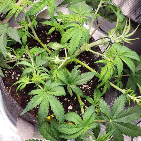 Gundel growlog timeline photo
