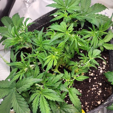 Petra growlog timeline photo