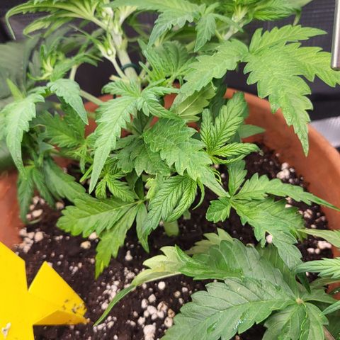 Royal Cheese Automatic growlog timeline photo