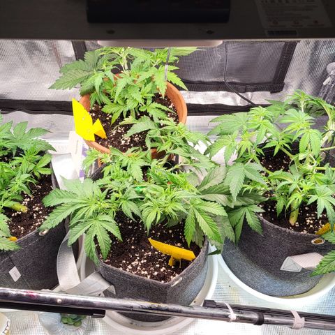 Karin growlog timeline photo