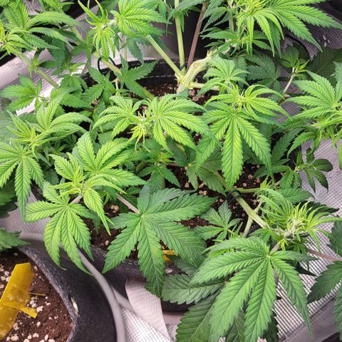 Gundel growlog timeline photo