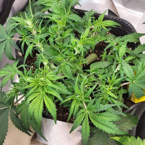Petra growlog timeline photo