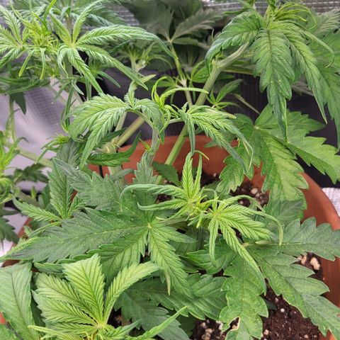 Royal Cheese Automatic growlog timeline photo