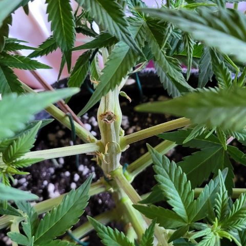 Gundel growlog timeline photo