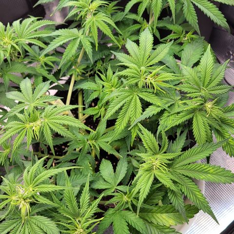 Gundel growlog timeline photo