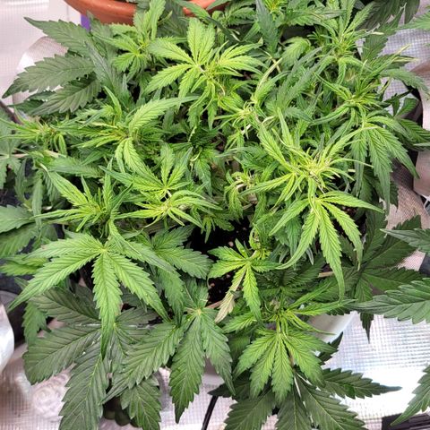 Petra growlog timeline photo