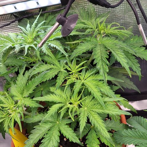 Royal Cheese Automatic growlog timeline photo