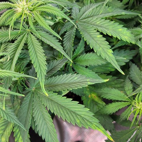 Gundel growlog timeline photo