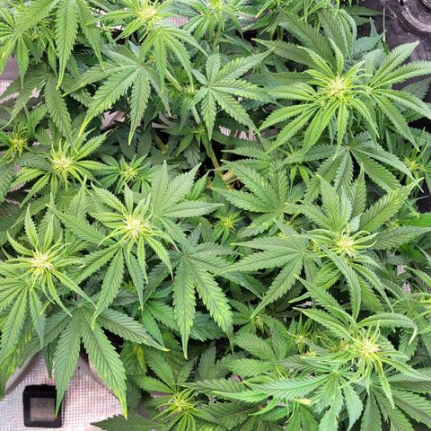 Gundel growlog timeline photo
