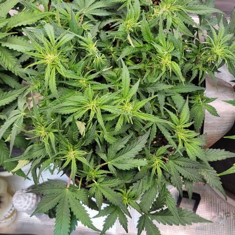 Petra growlog timeline photo