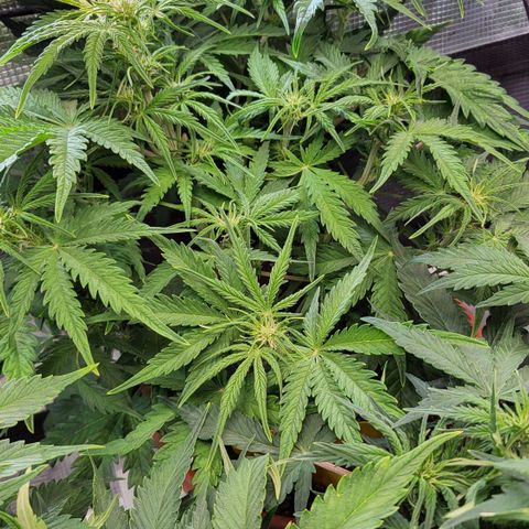 Royal Cheese Automatic growlog timeline photo