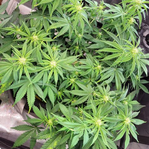 Gundel growlog timeline photo
