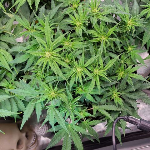 Petra growlog timeline photo
