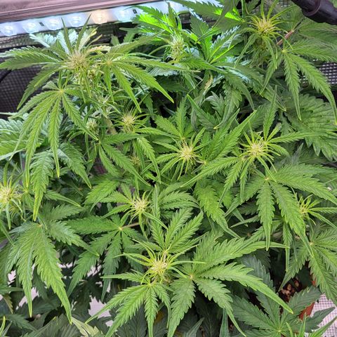 Royal Cheese Automatic growlog timeline photo