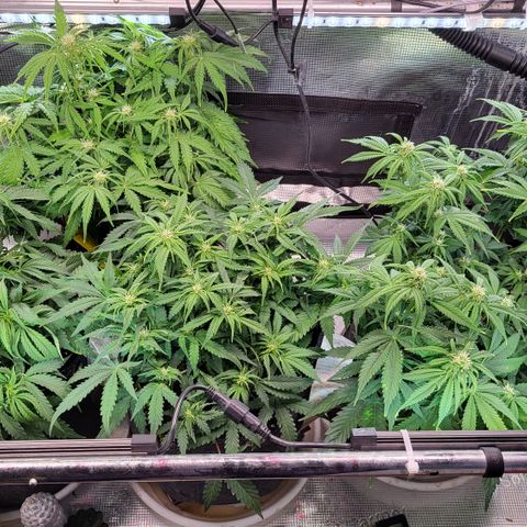Karin growlog timeline photo
