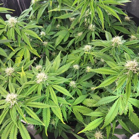 Gundel growlog timeline photo