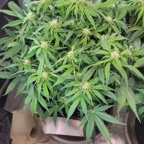 Petra growlog timeline photo