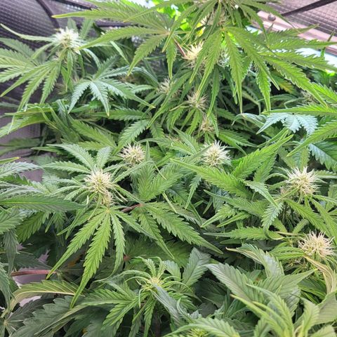 Royal Cheese Automatic growlog timeline photo