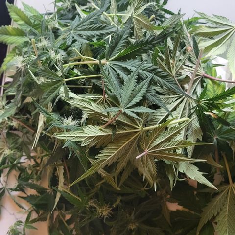 Karin growlog timeline photo