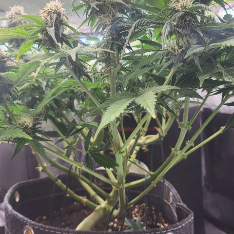 Gundel growlog timeline photo