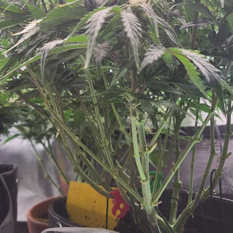 Karin growlog timeline photo