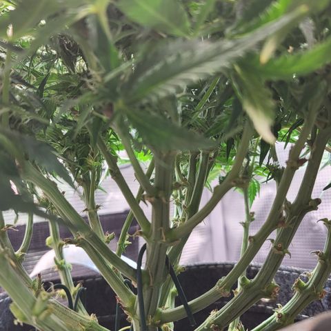 Petra growlog timeline photo