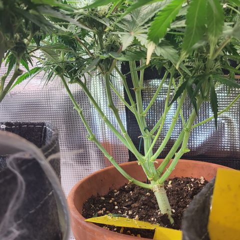 Royal Cheese Automatic growlog timeline photo