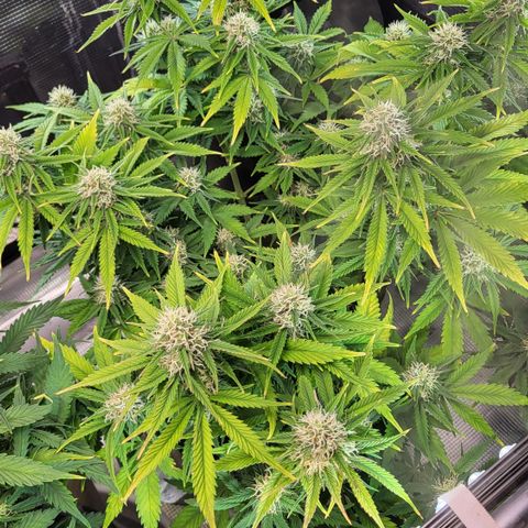 Gundel growlog timeline photo