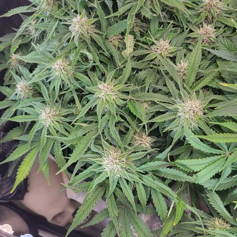 Petra growlog timeline photo