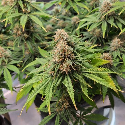 Gundel growlog timeline photo