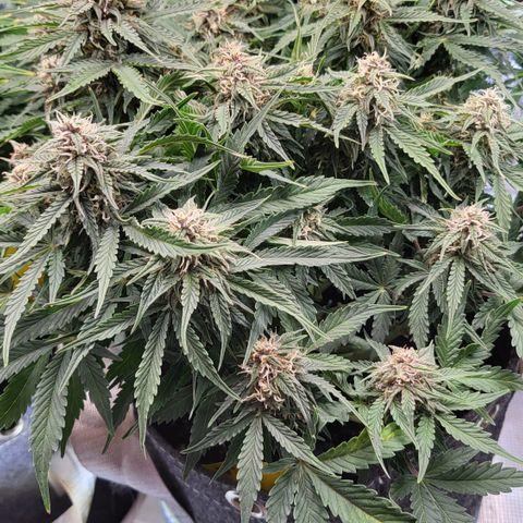 Petra growlog timeline photo