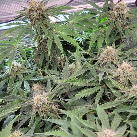 Royal Cheese Automatic growlog timeline photo