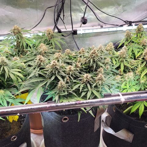 Karin growlog timeline photo