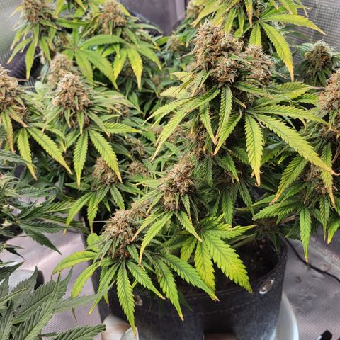 Gundel growlog timeline photo