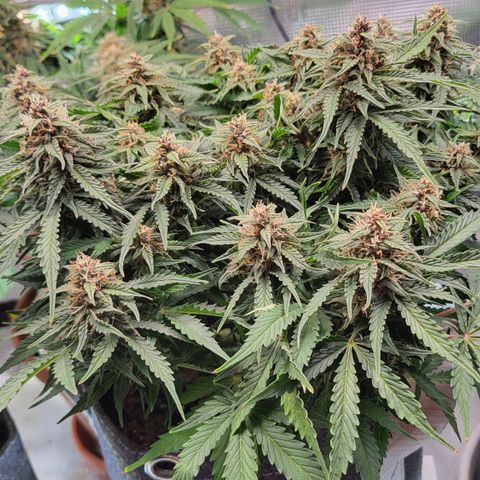Petra growlog timeline photo