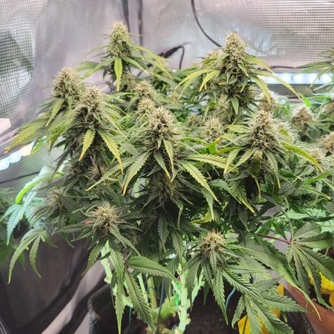 Karin growlog timeline photo