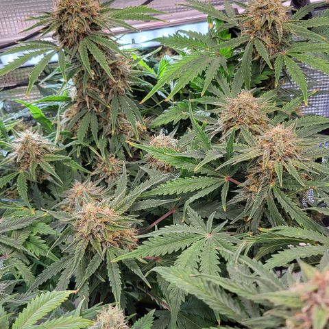 Royal Cheese Automatic growlog timeline photo