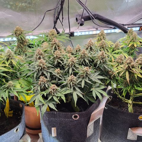 Karin growlog timeline photo