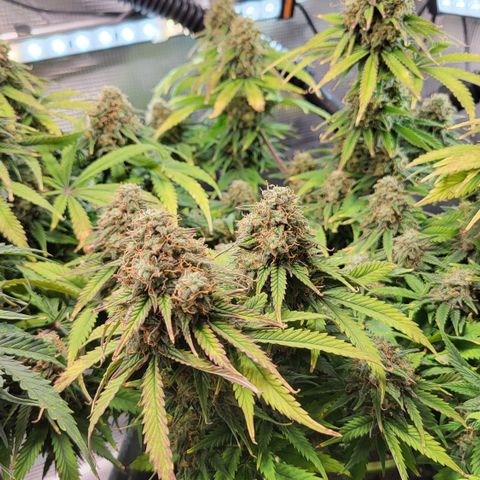 Gundel growlog timeline photo