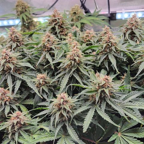 Petra growlog timeline photo