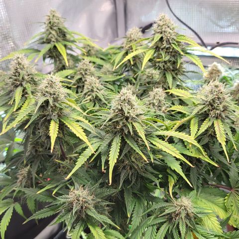 Karin growlog timeline photo