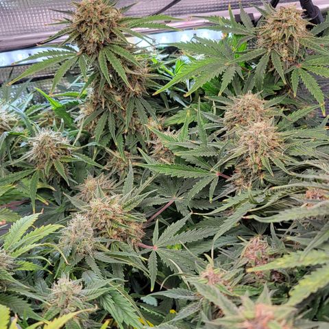 Royal Cheese Automatic growlog timeline photo