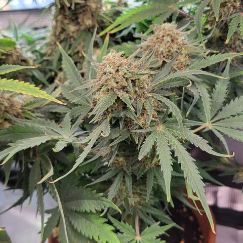 Royal Cheese Automatic growlog timeline photo